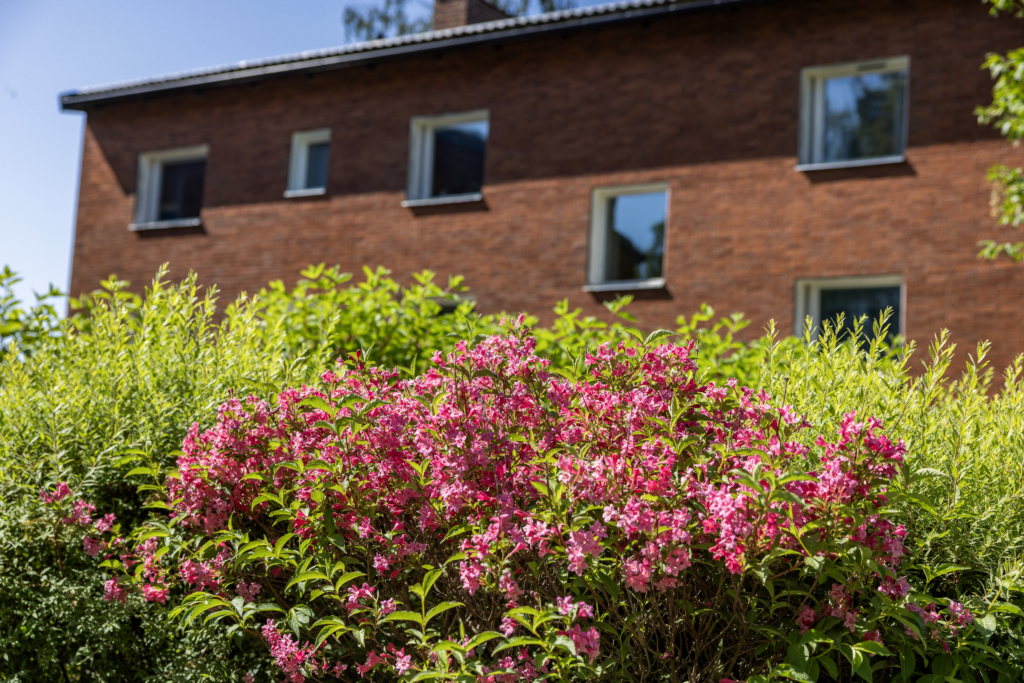 Bild på rosa blommor framför tegelbyggnad på Åbymovägen